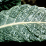 Using a Plant Virus to Create a Contrast Medium